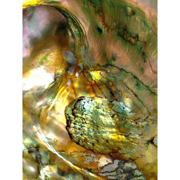 Vintage ABALONE RARE Golden Green Iridescence Shell  Footed Bowl Dish MCM - Picture 3 of 10